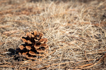 close up of pine cones