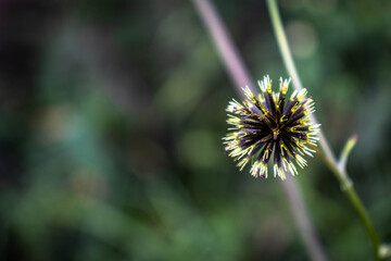 Flor de picão