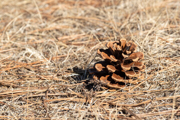 close up of a pine cone