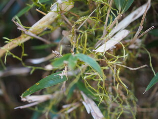 キヨスミイトゴケ