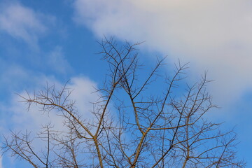 Branches of a tree without leaves in February on a background of blue sky and white clouds
