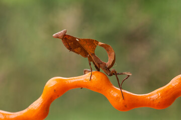 deroplatys tuncata,  mantis species from borneo island