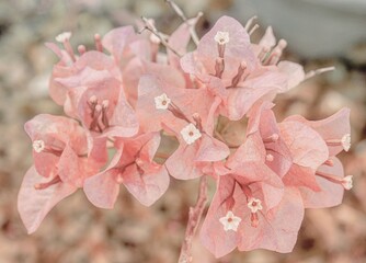 photo of artistic pink bougainvillea hybrid in the garden