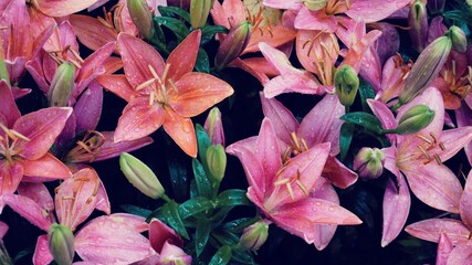 photo of artistic lilies flowers in the garden