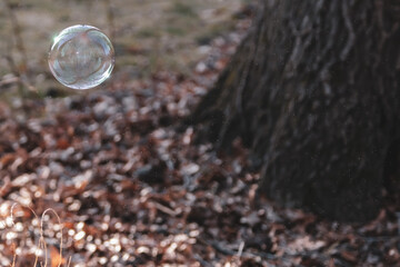 Bubble floating in the evening sun with leaves and a tree
