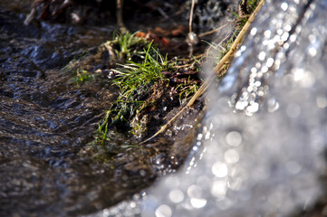 陽光に水の光る春の小川の野草。