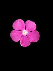 Catharanthus Roseus, Commonly Known as Bright Eyes, Cave Periwinkle, Graveyard Plant, Madagascar Periwinkle, Old Maid, Pink Periwinkle, Pink Flower Isolated on Black Background.