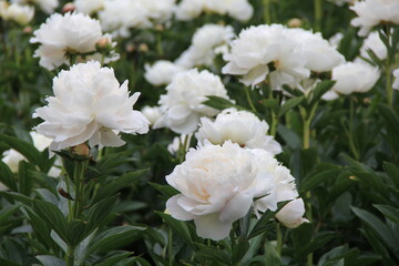 たくさん咲いている白いシャクヤク