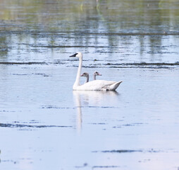 Trumpeter Swan Family