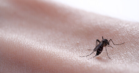 蚊が腕から血を吸っている様子