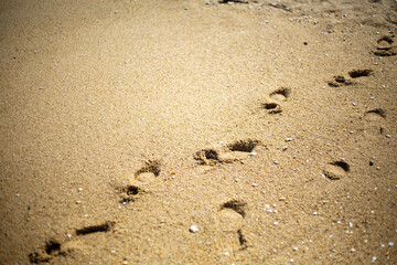 Fototapeta na wymiar 한국 강원도 해변가에 있는 모래사장 위의 발자국 Footprints on the sandy beach in Gangwon-do, South Korea