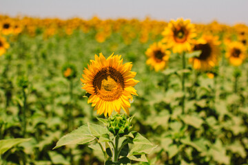 Fototapeta premium campos de girasoles
