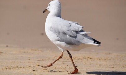 seagull on the beach
