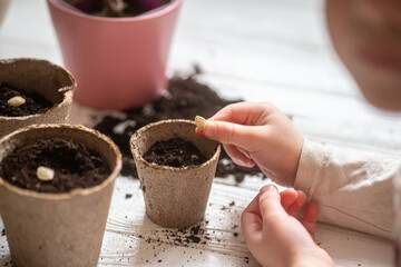 Hands of a small child planted seeds at home. Seeds of courgette or pumpkin in open palm of child. Earth day concept. nurturing baby plant. protect nature. Peat pots for planting,