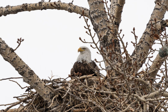 Bald Eagle (Haliaeetus leucocephalus) national usa symbol and raptor perched in a large nest in old tree. Bird watching and wildlife photography