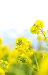 Fototapete 満開の菜の花、菜の花畑、春の花、明るい春の風景 © yuri-ab