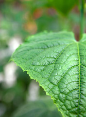 Cucumber leaf