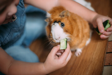 Small girl feeds guinea pig out of hands. manual animal eats cucumber from human hands. child takes care and plays with pet. Feeding pets with natural food. Real life at home. Soft focus.