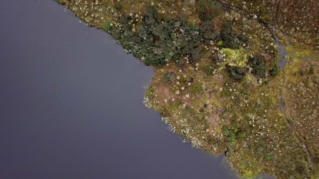 landscape in the paramos of sumapaz with lake and Espeletia