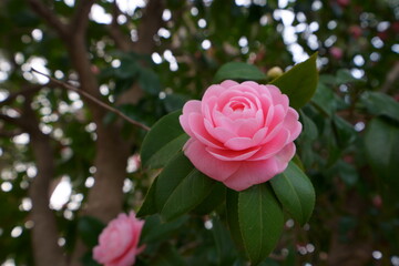 ピンク色の可愛い乙女椿の花が咲く