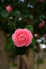 ピンク色の可愛い乙女椿の花が咲く