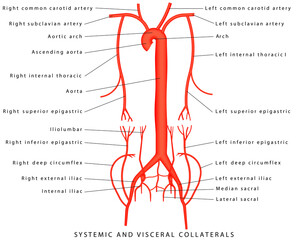 Systemic and Visceral Collaterals. Anatomy of arteries. The diagram of aorta. Major arteries superior to the heart. Major arteries inferior to the heart. Collaterals-sideways or bypasses of blood flow