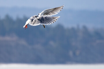 Glaucous-Winged Gull Hovers Over His Next Meal