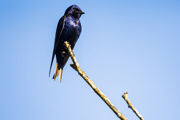 Iridescent Purple Martin Surveys His Territory