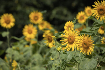 仲良く咲く向日葵