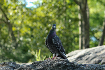 Fototapeta premium Proud Pigeon In Central Park Manhattan New York City On Granite Stone