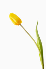 Single yellow tulip on white
