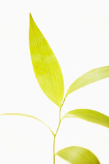 Green plant on white