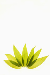 Colorful green leaves arranged on white background