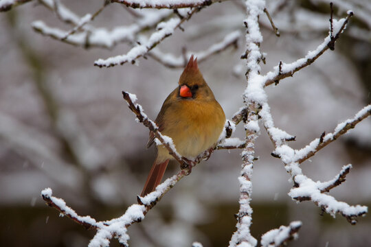 Northern Cardinal Perched In Snow Covered Tree-7274