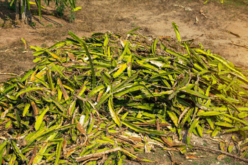 Dragon fruit garden is anthracnose during the rainy season in Thailand.