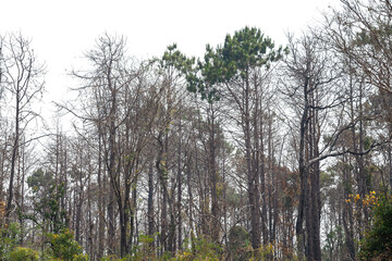 Bare forest ,or dried tree  isolated on white background.