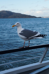 Alcatraz Seagull