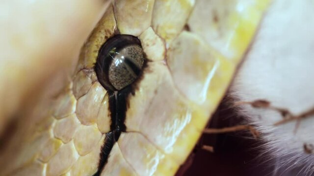 Reticulated python eating a large mammal wrapped up in powerful grip