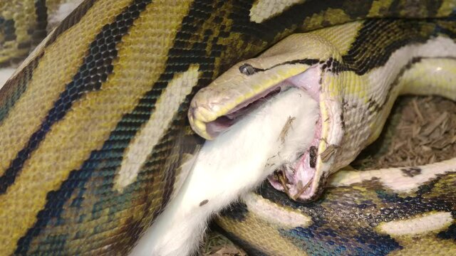 Reticulated python eating a large mammal wrapped up in powerful grip