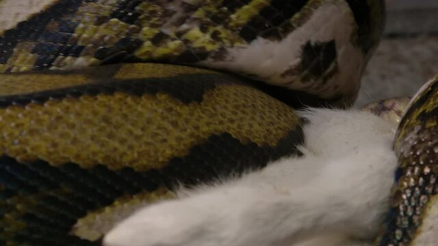 Reticulated python eating a large mammal wrapped up in powerful grip