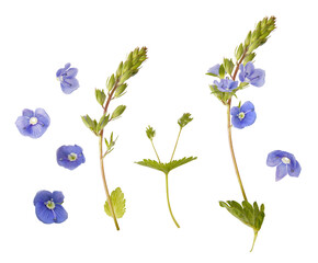 Little blue wild flowers isolated on white