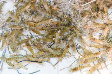 Fresh shrimp prawn life on the pond, Shrimp farm for sales to the market