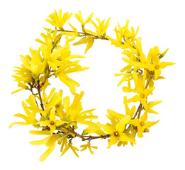 Fototapeta na wymiar Forsythia yellow flowers blooming in spring season. Sunny flower. Wreath from yellow flowers. Symbol of spring