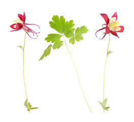 Isolated single red flowers on white background. Red or pink Aquilegia