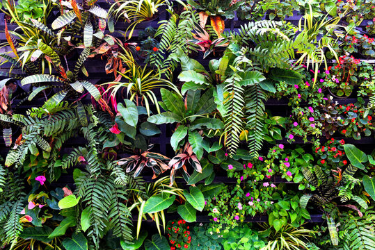 Plant wall with lush green colors, variety plant forest garden on walls orchids various fern leaves jungle palm and flower decorate in the garden rainforest background