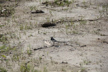 短い草がまばらに生えた地面に立つハクセキレイ