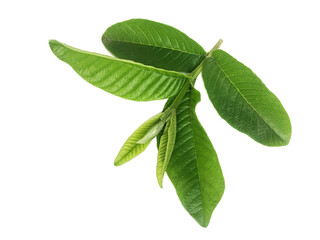 green guava leaves on white background.