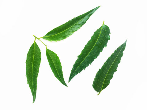 Green Neem Leaves Isolated On White Background