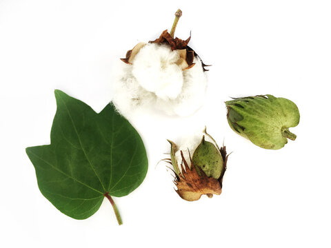 Cotton flower and leaf on white background.
