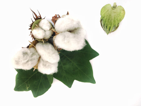 Cotton flowers with leaf on white background.

